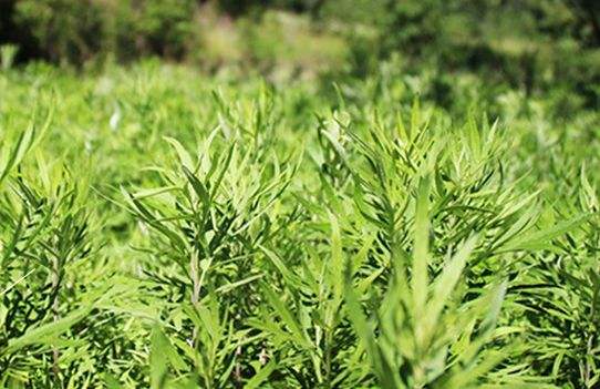 艾草艾葉在生活中有什么用途？